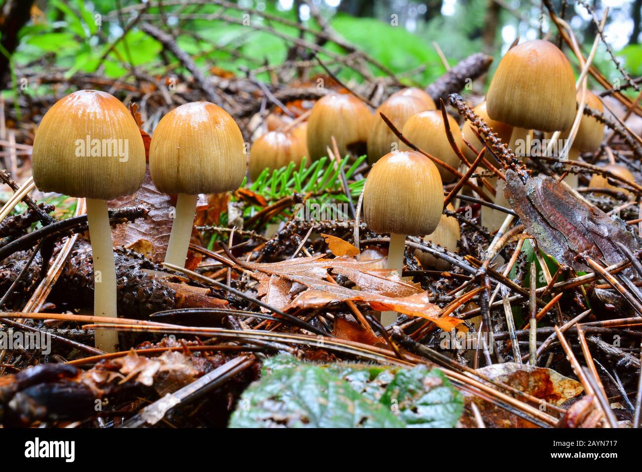 Grande gruppo di funghi Coprinus micaceus o Glistening Inkcap, bagnati dopo la prima estate pioggia pesante, che cresce dal suolo di aghi di pino decaduto, horizonta Foto Stock