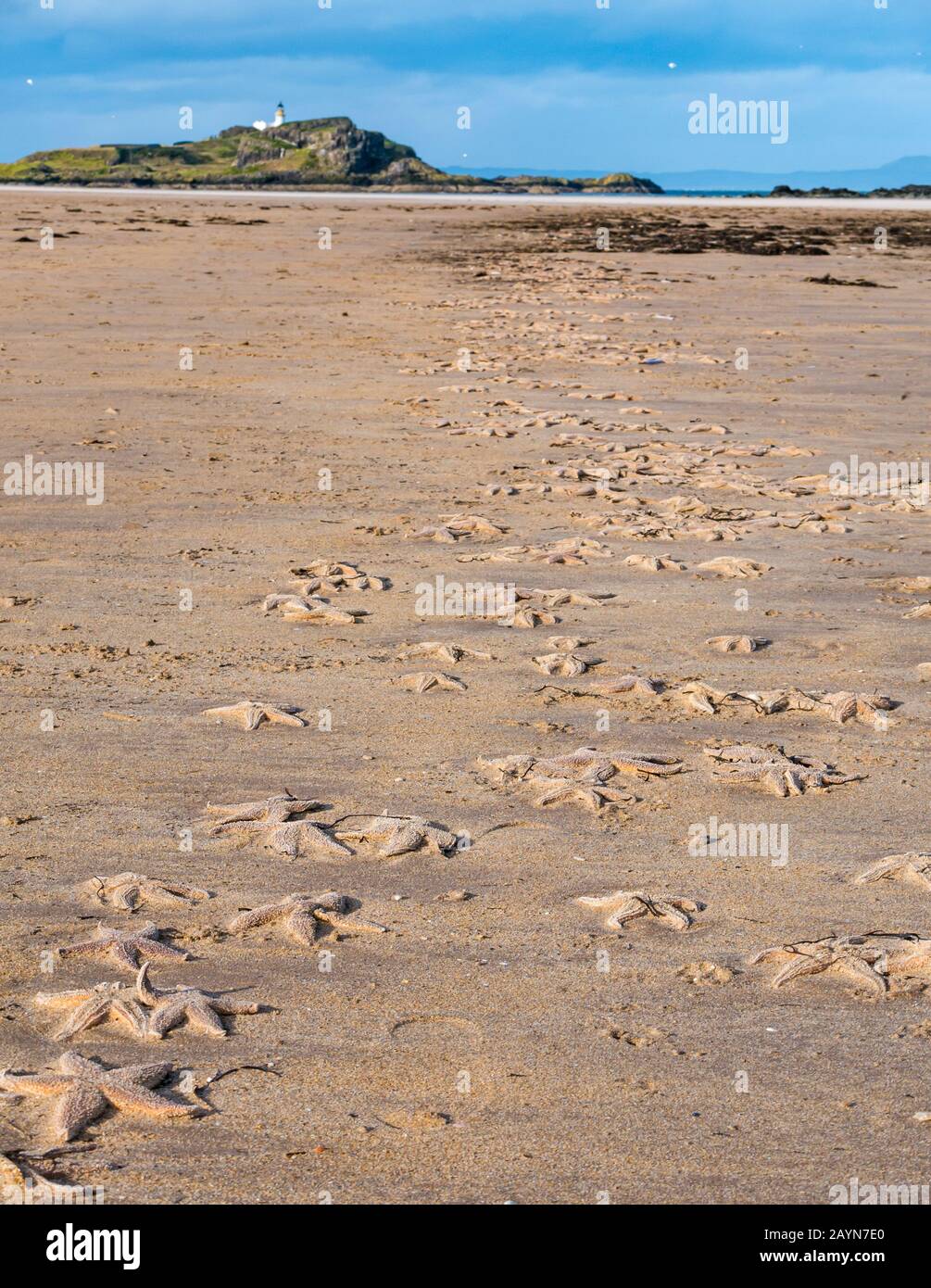 Yellowcraig Beach, East Lothian, Scozia, Regno Unito, 16th febbraio 2020. Tempo Regno Unito: Tempesta Dennis lava una massa di stelle marine sulla spiaggia, insieme a una piccola stella fragile, come la marea si affievolisce sul Firth of Forth costa con isola di Fidra all'orizzonte Foto Stock