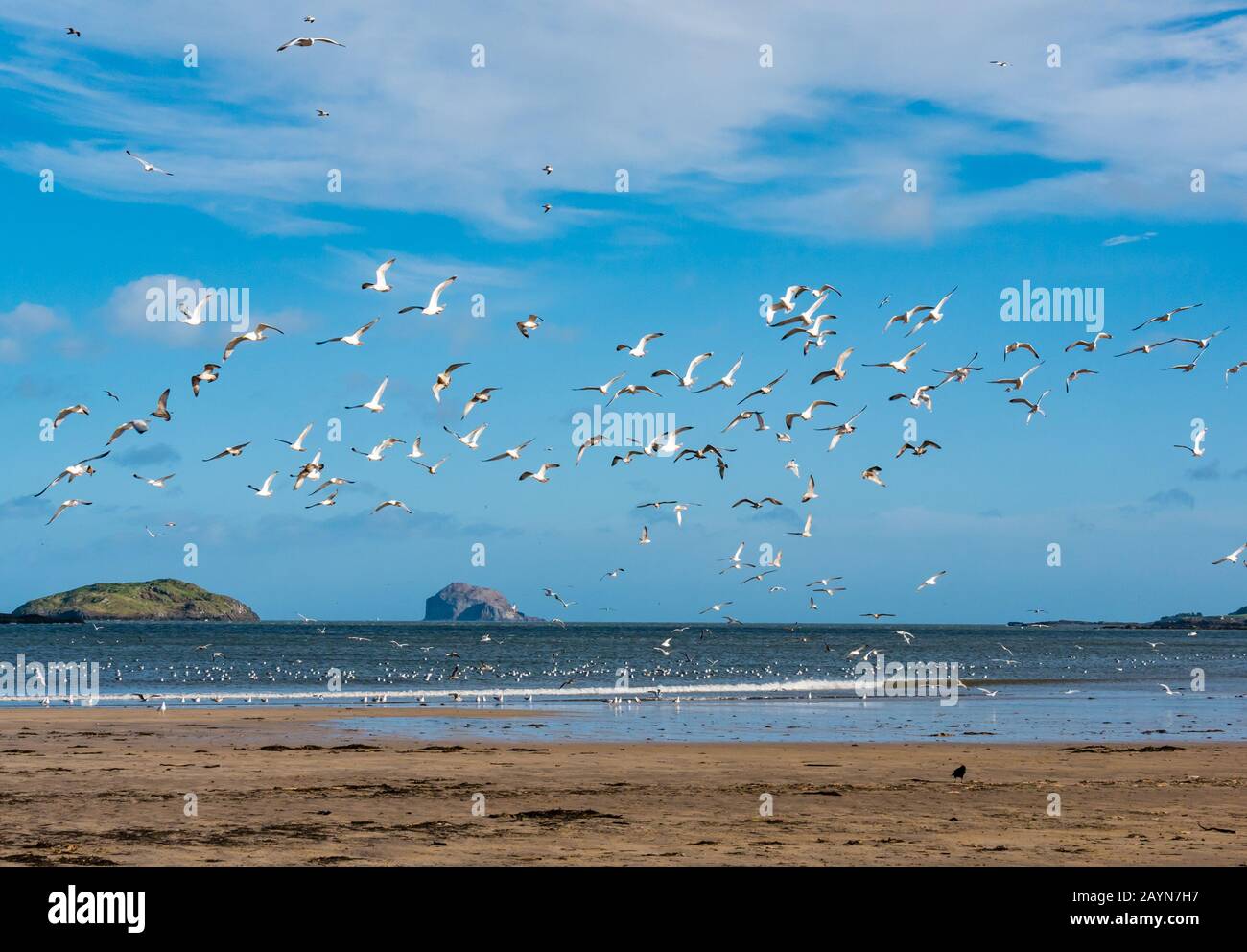 Yellowcraig Beach, East Lothian, Scozia, Regno Unito, 16th Febbraio 2020. Tempo del Regno Unito: Tempesta Dennis lava una massa di stelle marine sulla spiaggia sul Firth of Forth costa come la marea recede e uccelli marini sono attratti dalla posizione con Craigleith Island e il Bass Rock all'orizzonte Foto Stock
