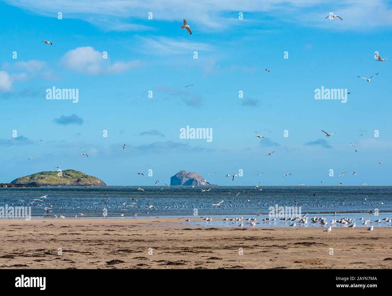 Yellowcraig Beach, East Lothian, Scozia, Regno Unito, 16th Febbraio 2020. Tempo del Regno Unito: Tempesta Dennis lava una massa di stelle marine sulla spiaggia sul Firth of Forth costa come la marea recede e uccelli marini sono attratti dalla posizione con Craigleith Island e il Bass Rock all'orizzonte Foto Stock