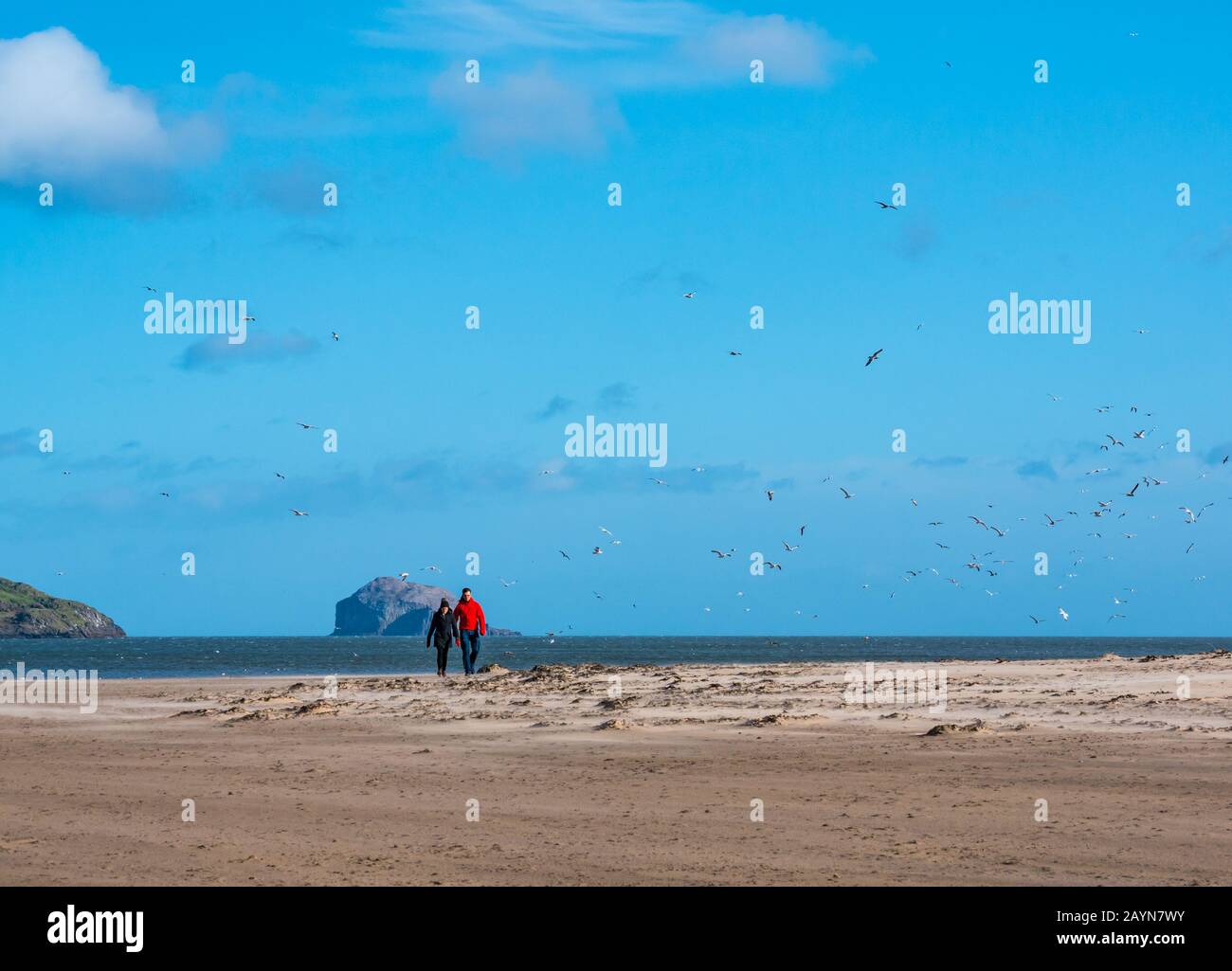 Yellowcraig Spiaggia, East Lothian, Scozia, Regno Unito. 16th febbraio 2020. UK Meteo: Tempesta Dennis soffia sabbia attraverso la spiaggia. I seabirds sono attratti al luogo in cui una massa di stelle marine è lavata in su Foto Stock