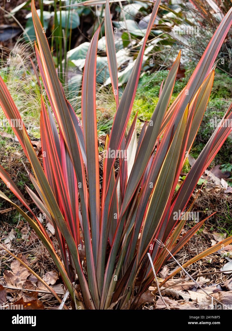 Rosso striato fogliame bronzato della Nuova Zelanda il lino, Phormium tenax 'Buckland Ruby' Foto Stock