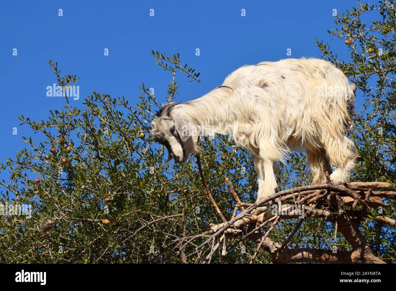 Albero che sale capre di Marocco che si erigono in alto nei rami di un albero argano Foto Stock