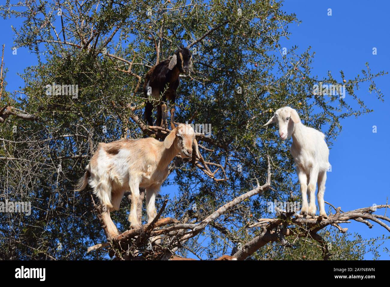 Albero che sale capre di Marocco che si erigono in alto nei rami di un albero argano Foto Stock