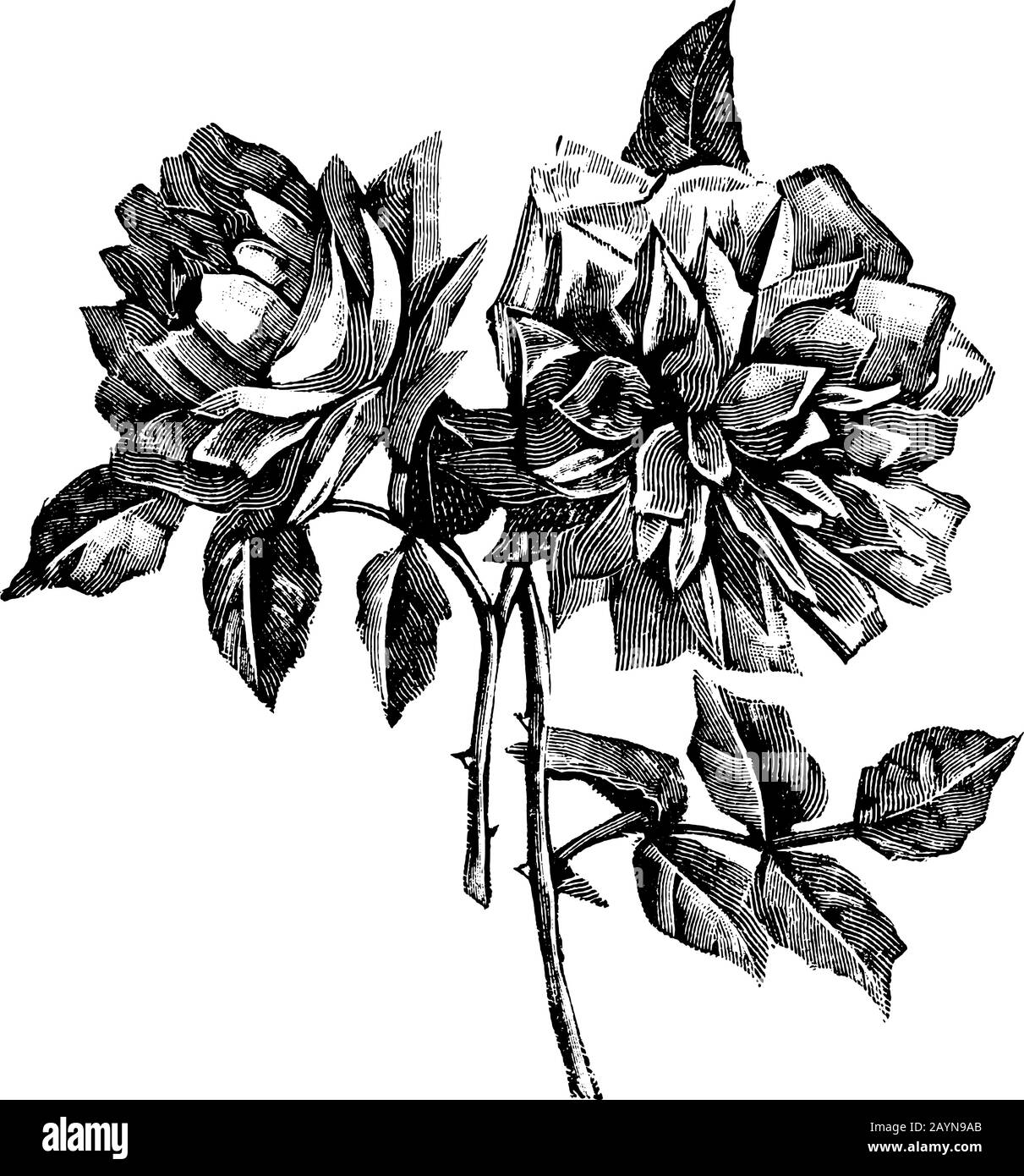 Antica linea d'arte vintage illustrazione, incisione o disegno a mano di bella rosa fiore. Illustrazione Vettoriale