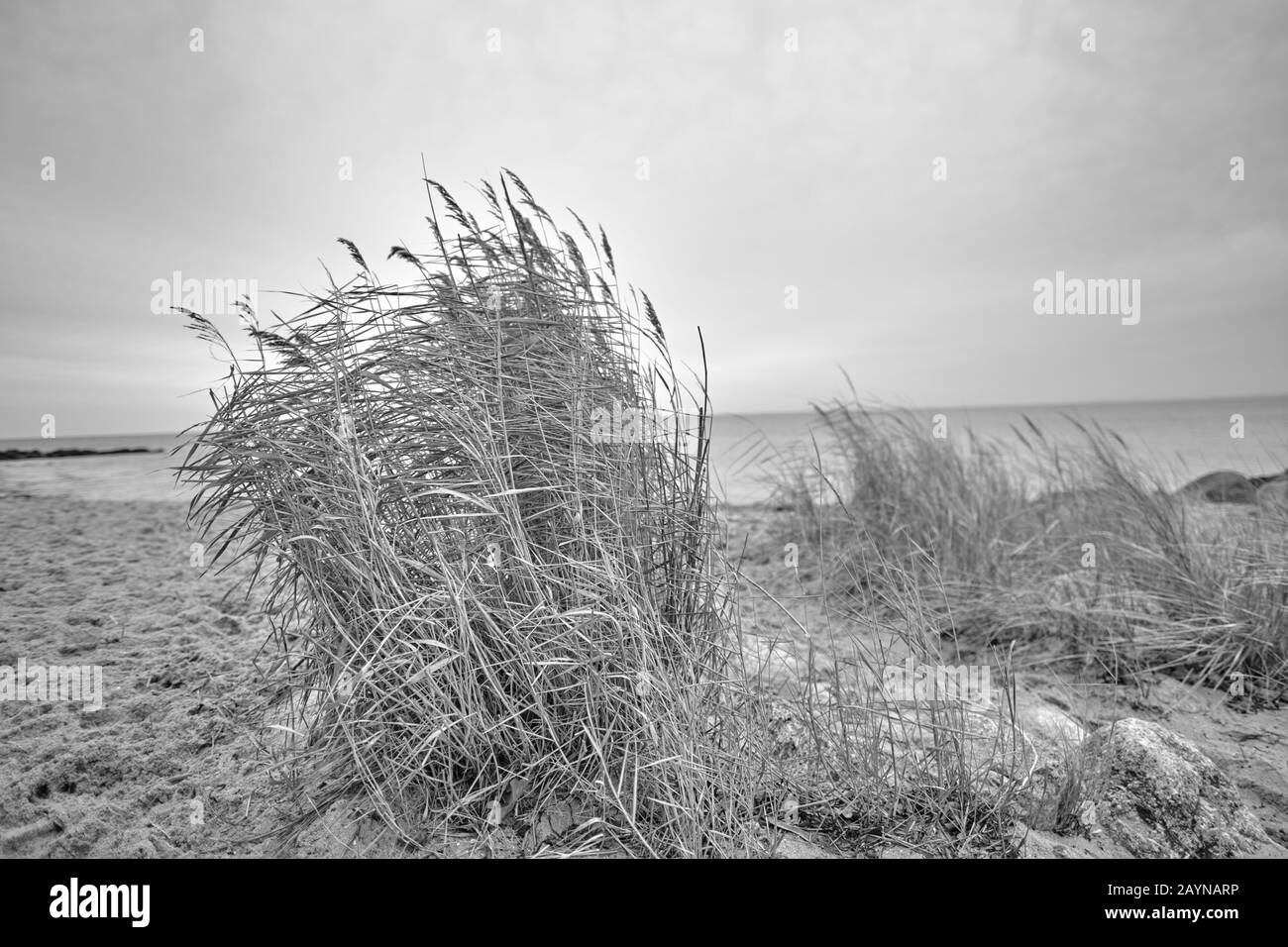 Mar Baltico con la spiaggia dorata gialla avena alla luce del sole, inverno sul Mar Baltico e erbe sulla spiaggia Foto Stock