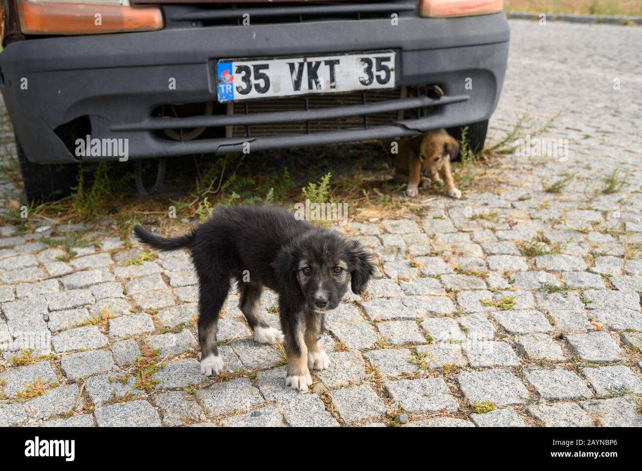 Cuccioli randagi in Turchia Foto Stock