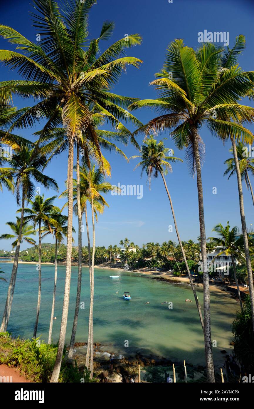 Sri Lanka, Mirissa, collina di palme da cocco, palme Foto Stock