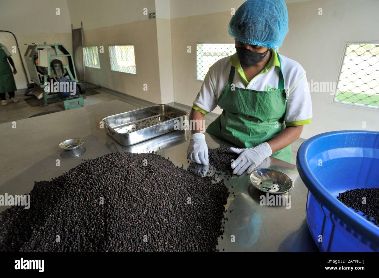 Sri Lanka, Monaragala, Ecowave fabbrica di spezie, selezione di pepe Foto Stock