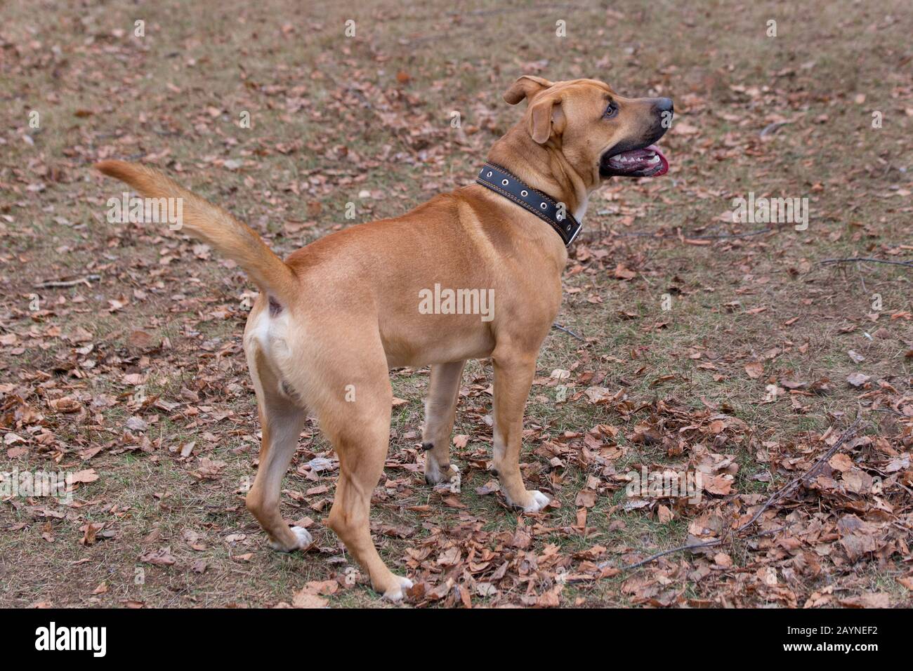 Carino americano pit bull terrier cucciolo è in piedi su un arancio foglie nel parco autunno. Animali domestici. Cane di razza. Foto Stock