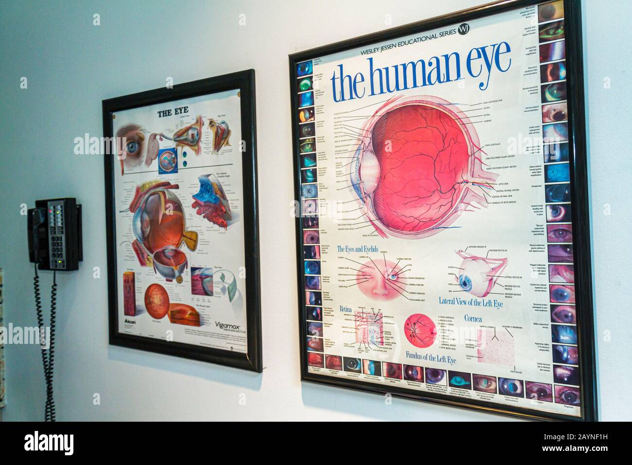 Miami Beach Florida, per gli occhi, optometristo, sala esame, grafico dell'occhio umano, FL101203030 Foto Stock