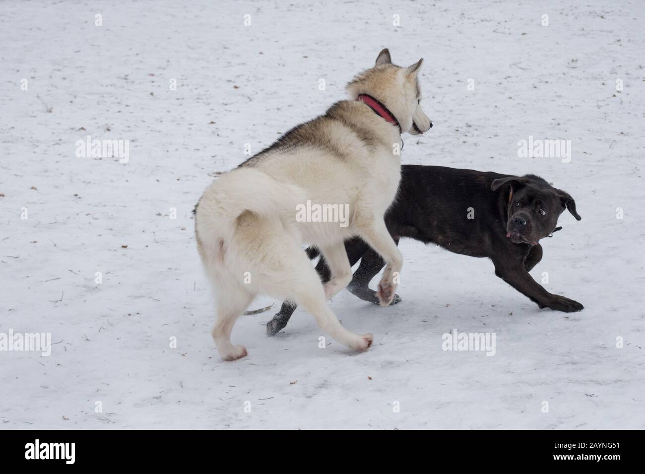Il cucciolo di mastino italiano e il marusky siberiano giocano nel parco invernale. Animali domestici. Cane di razza. Foto Stock