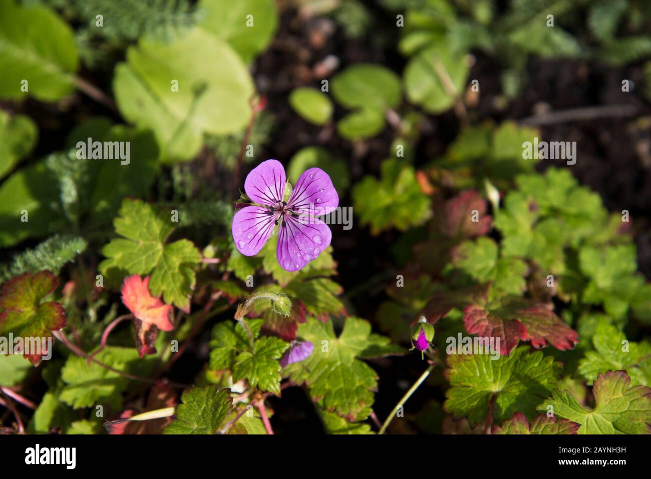 Geranio rosa penny Foto Stock