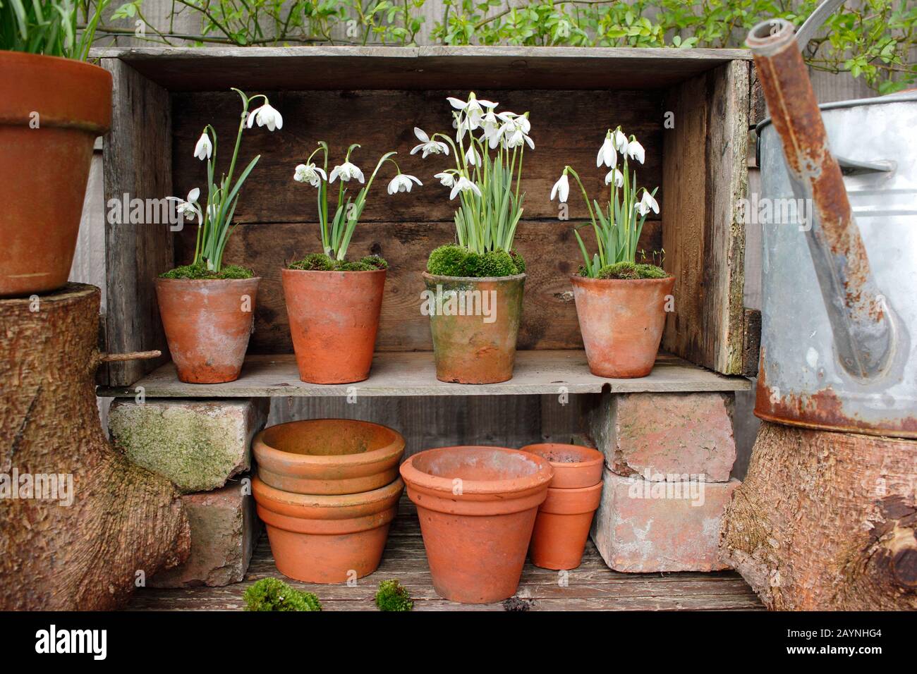 Galanthus nivalis. Innevamento, in vasi di argilla sormontati da muschio, esposto in un teatro di piante modellato da una cassa di legno. REGNO UNITO Foto Stock