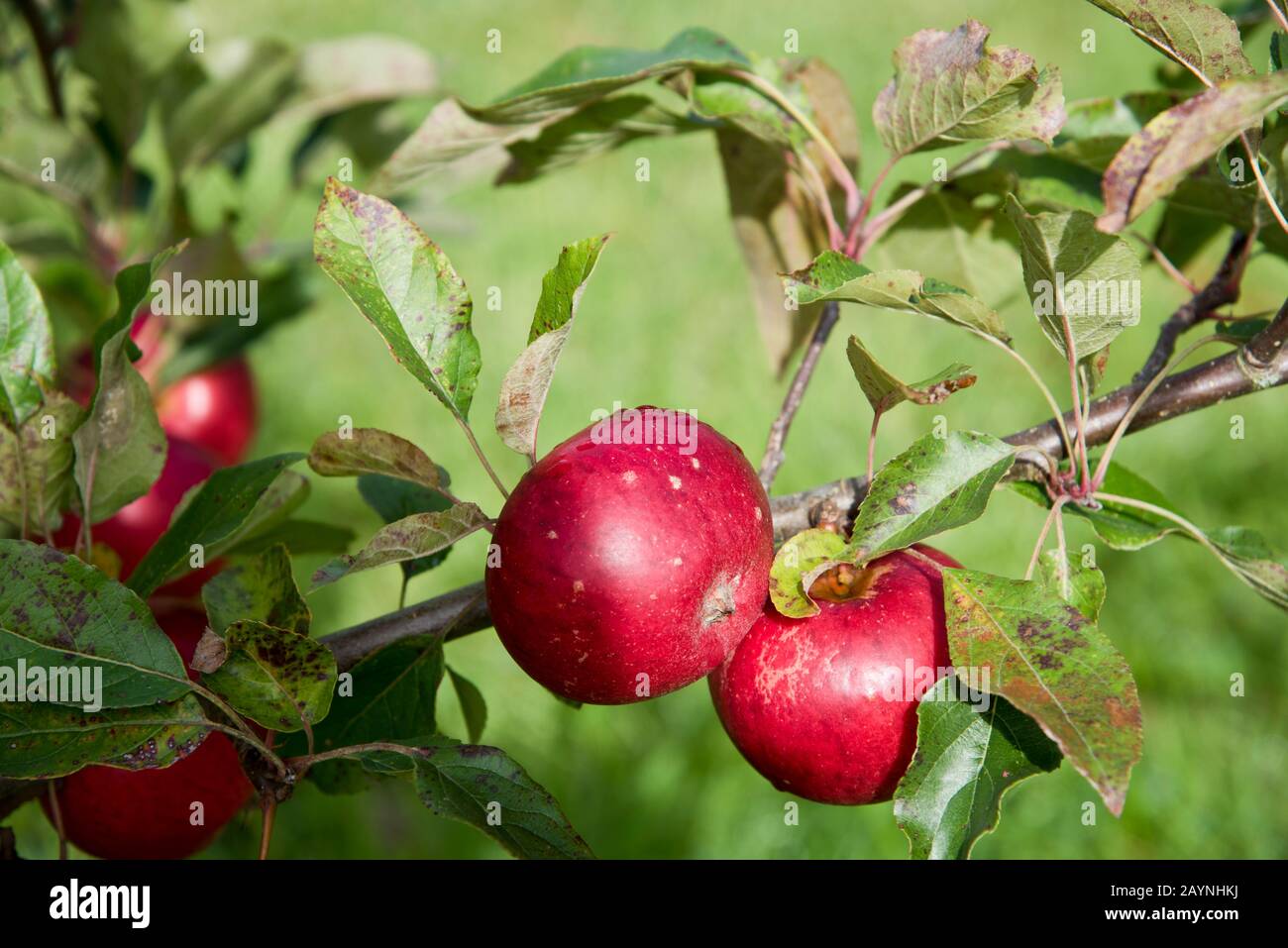 Apple, Fiesta Foto Stock