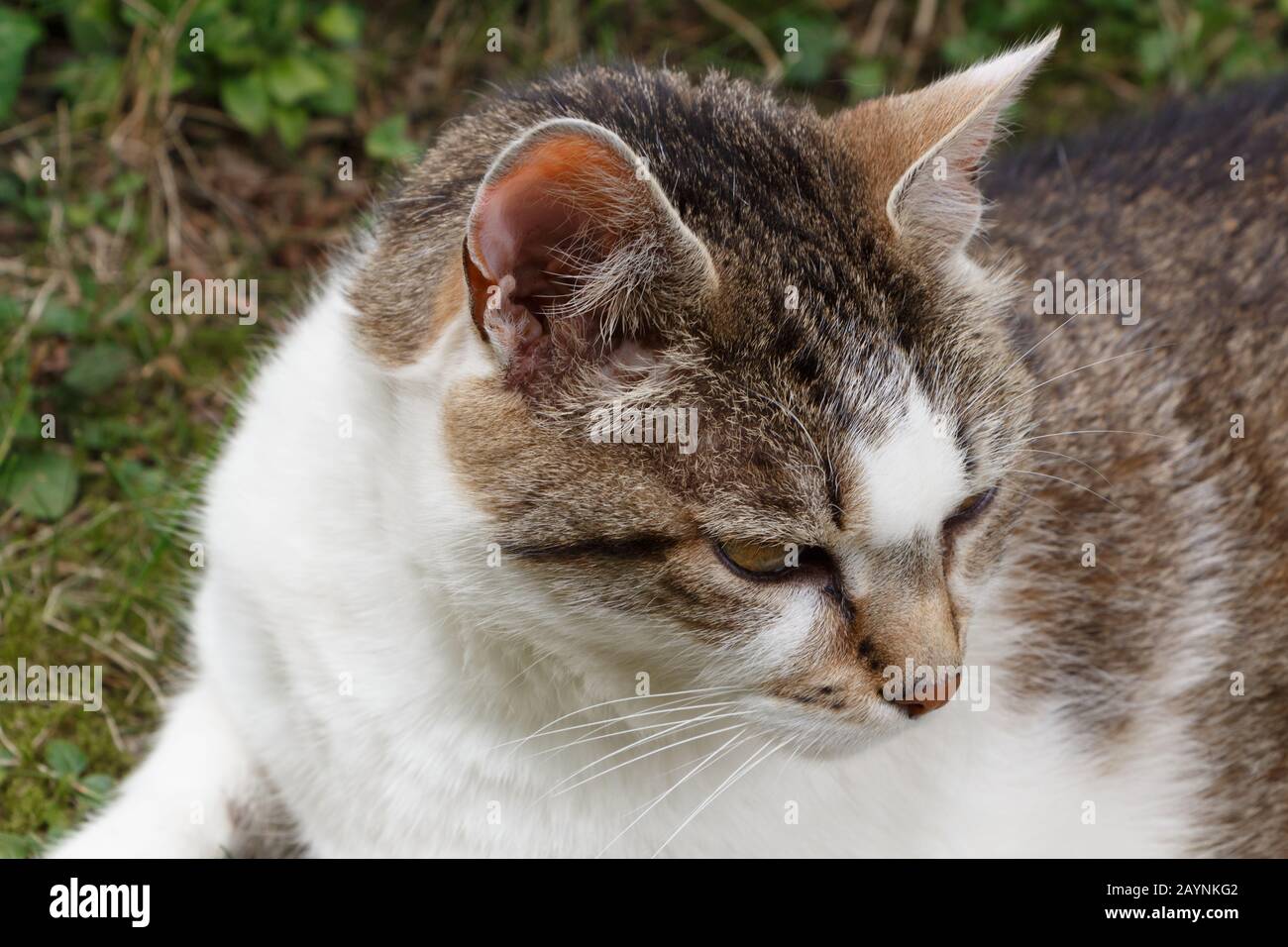 Primo piano sulla testa di un gatto sdraiato tabby in un giardino Foto Stock