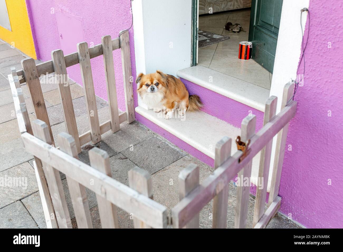 Pekingese seduto sul portico vicino alla porta nella recinzione del box Foto Stock