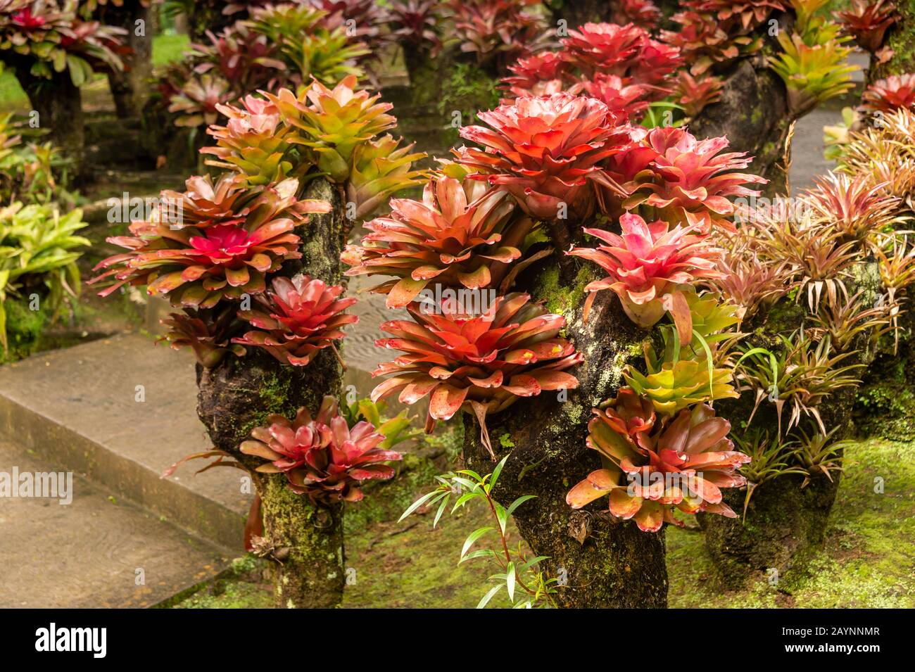 piante di bromeliade in un giardino all'aperto Foto Stock