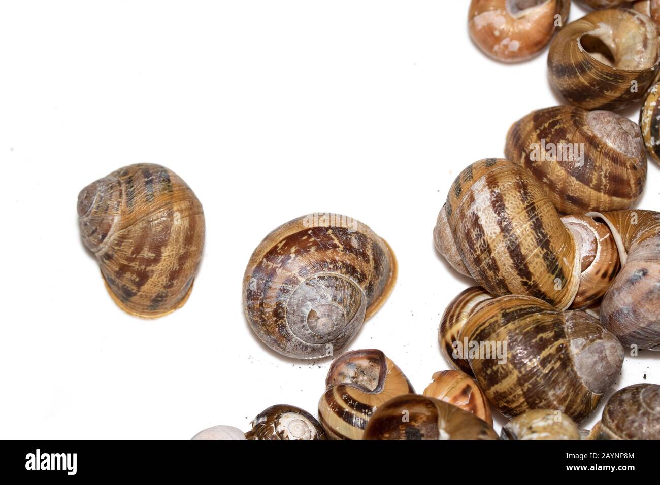 Raccolta Di Conchiglie di lumaca Vuote su sfondo bianco Foto Stock