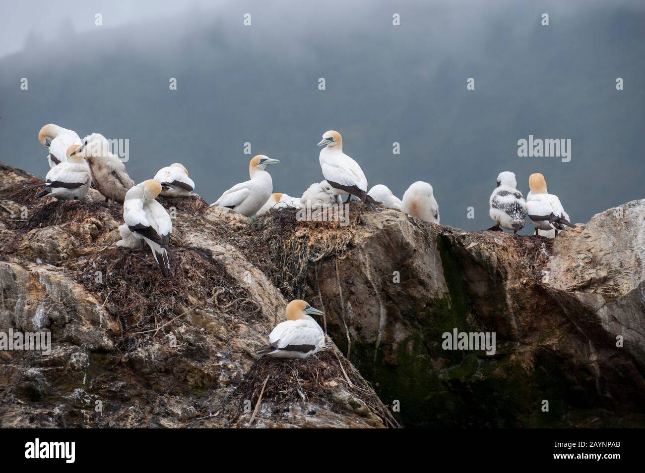 Gannets australasici (Morus serrator), noti anche come Gannet australiano e Takapu, che si incrociano su una piccola isola nei Suoni di Marlborough del Sud i Foto Stock