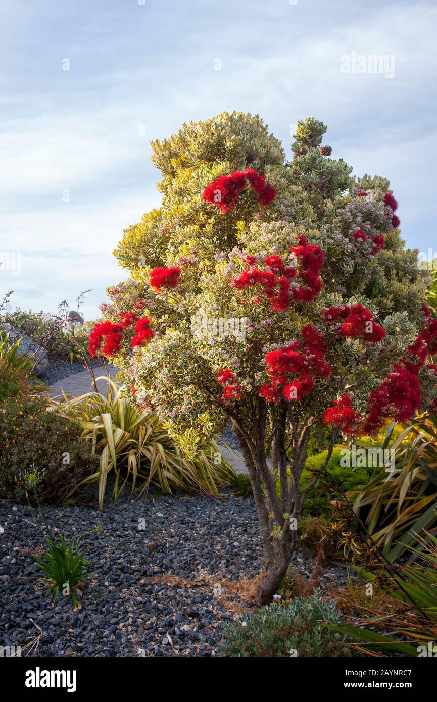 Un Metrosideros eccelle a Kaikoura, Nuova Zelanda, con nomi comuni pohutukawa, Nuova Zelanda pohutukawa, New Zealand Christma Foto Stock