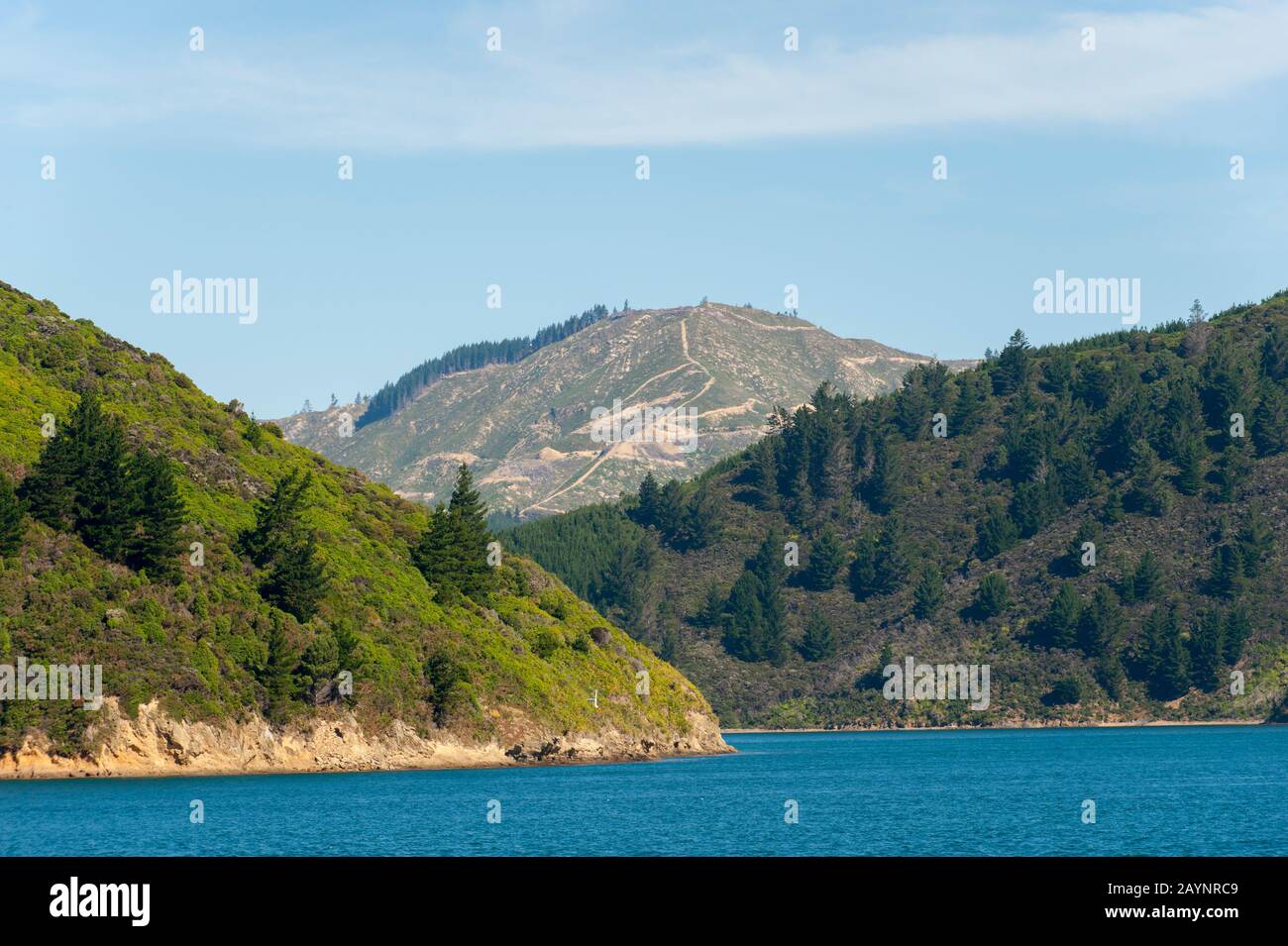 Vista della foresta tagli chiari in Tory Sound Nei Suoni Marlborough della South Island in Nuova Zelanda. Foto Stock