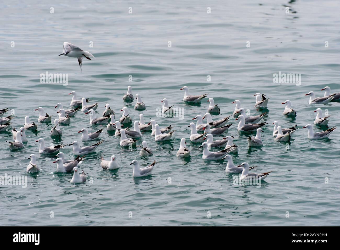 Un gregge di gabbiani a fattura rossa (Chromicocephalus novaehollandiae sculinus), una volta conosciuto anche come gabbiano di sgombro, è originario della Nuova Zelanda (qui swimmm Foto Stock