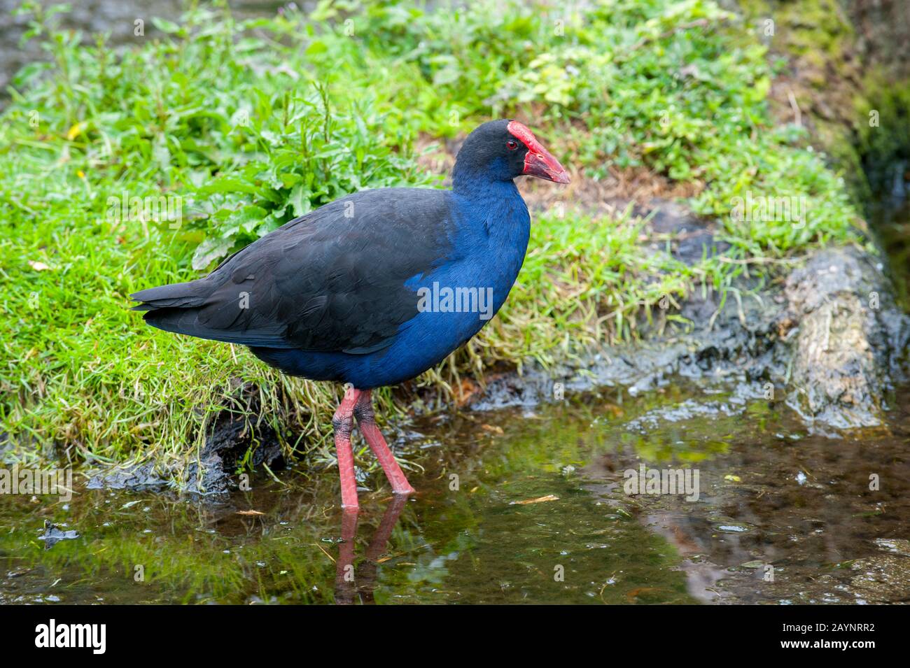 Un Pukeko (Porphyrio melanotus) nella Riserva Naturale Willowbank vicino Christchurch sull'Isola del Sud in Nuova Zelanda. Foto Stock