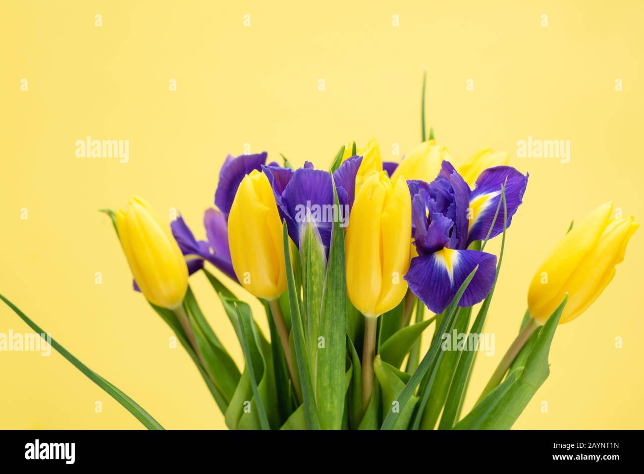 Tulipani Gialli Con Iris Bouquet. Concetto Di Festa Della Madre, 8 Marzo Giornata Della Donna. Bouquet Regalo Di Fiori Di Primavera Foto Stock