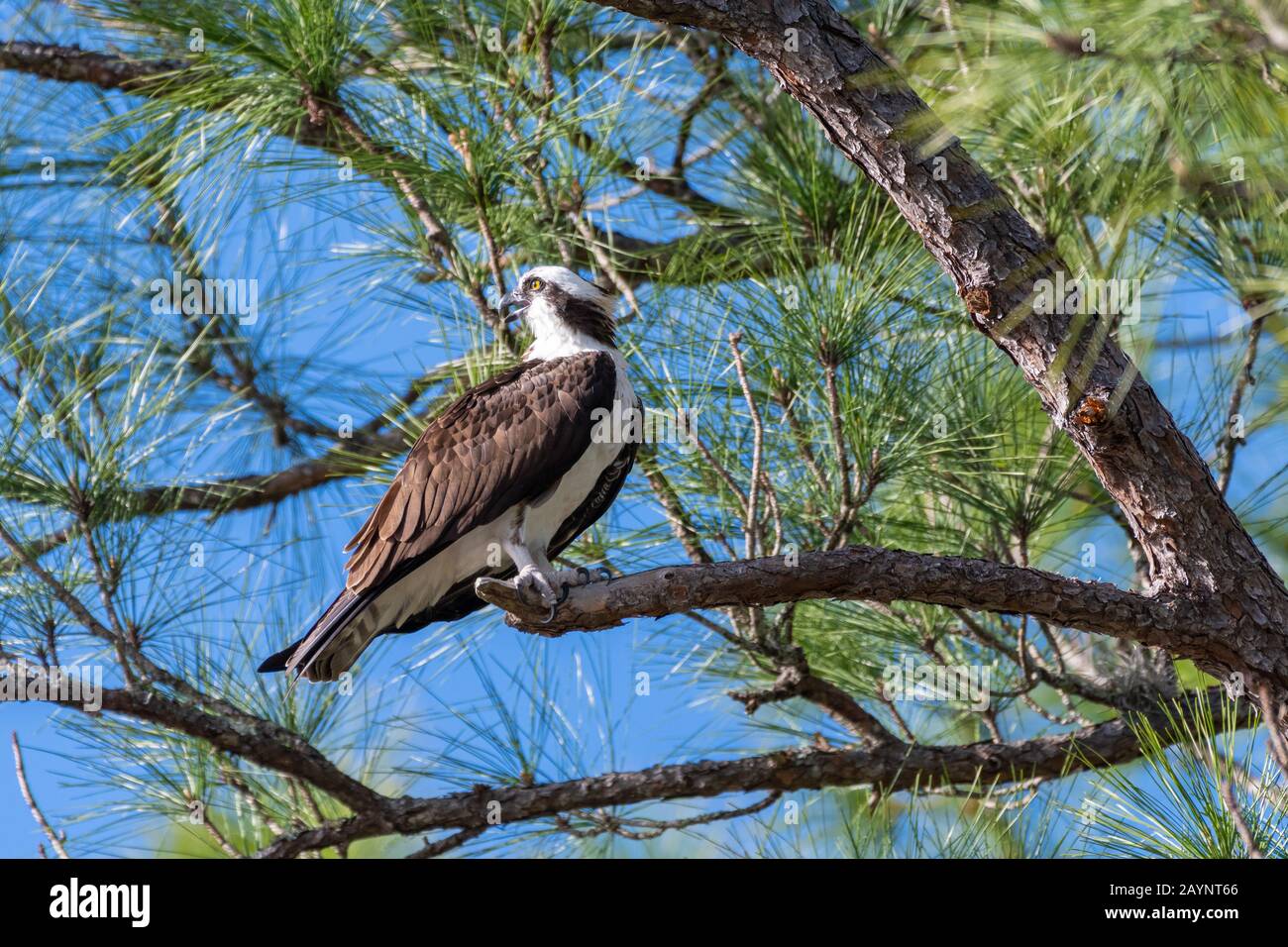 Osprey (Pandion haliaetus) arroccato in un pino Scrub della Florida. Foto Stock