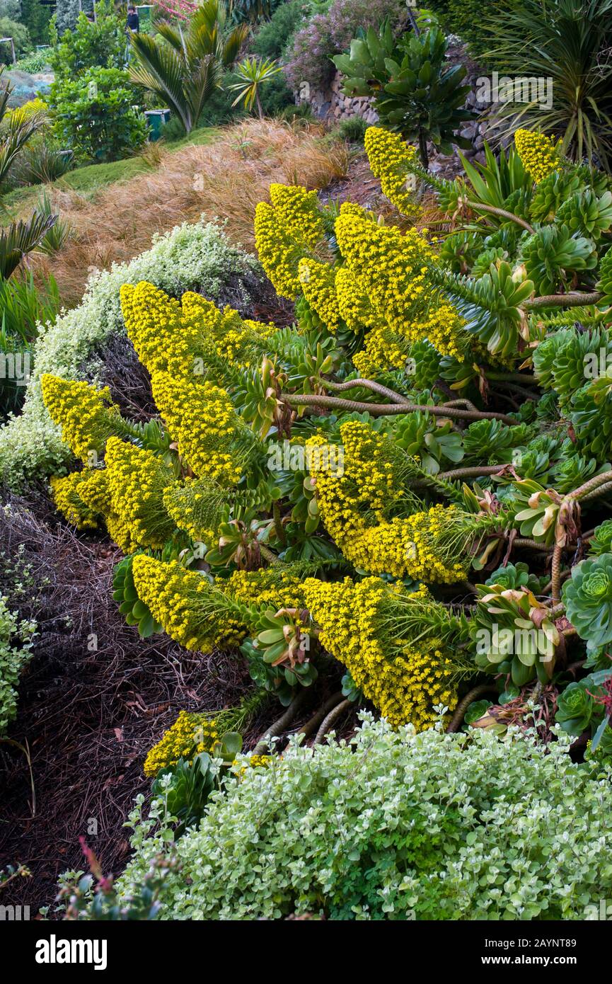 Fiori nel giardino del Castello di Larnach vicino a Dunedin sull'Isola del Sud in Nuova Zelanda. Foto Stock