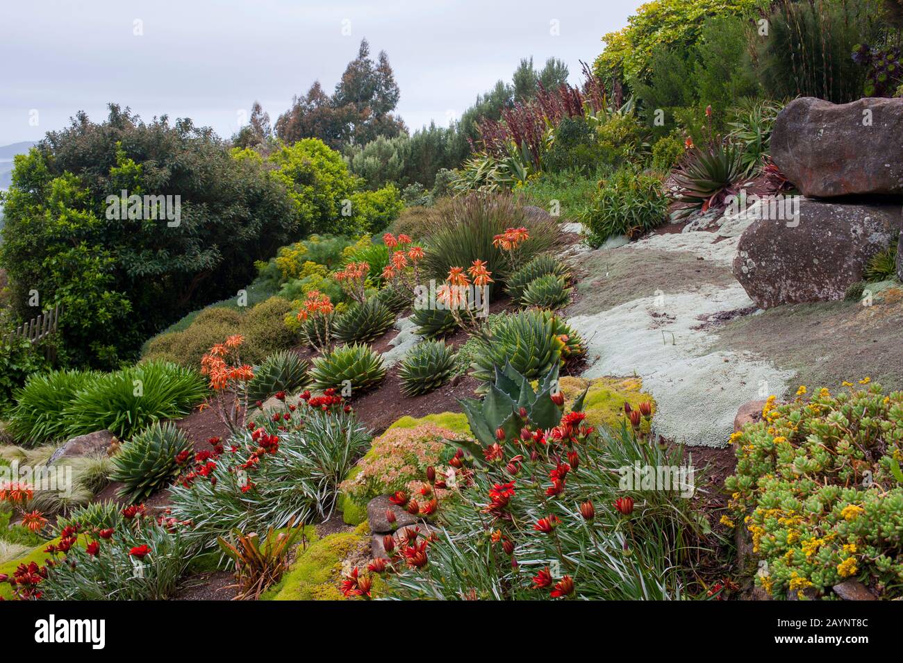 Fiori nel giardino del Castello di Larnach vicino a Dunedin sull'Isola del Sud in Nuova Zelanda. Foto Stock