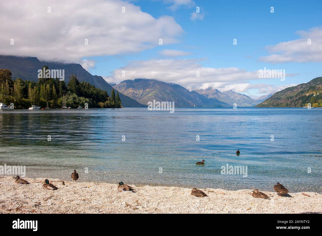 Anatre che riposano su una spiaggia del Lago Wakatipu a Queenstown sull'Isola del Sud in Nuova Zelanda. Foto Stock