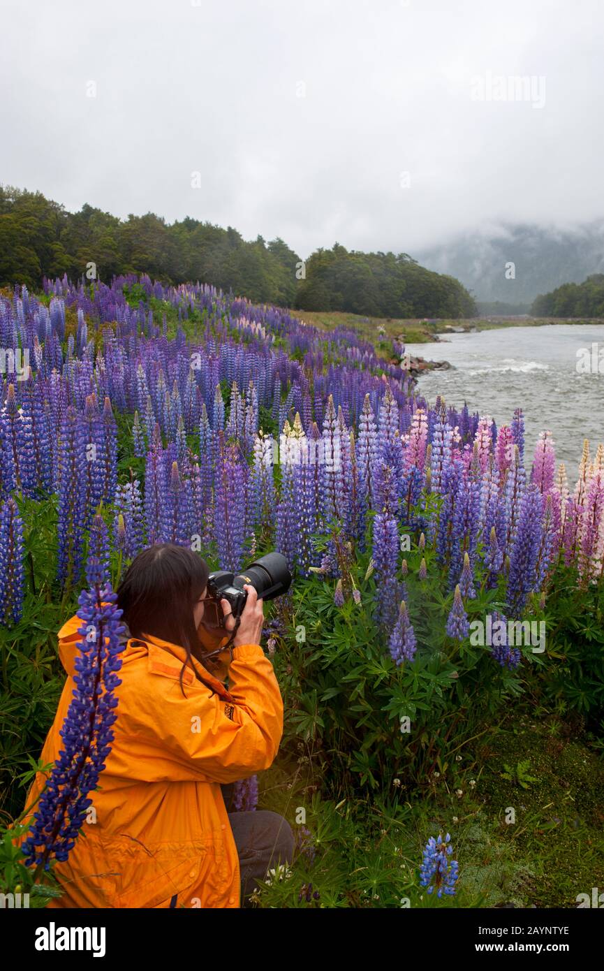 Un turista sta fotografando i lupini nel Parco Nazionale di Fjordland sull'Isola del Sud in Nuova Zelanda. Foto Stock