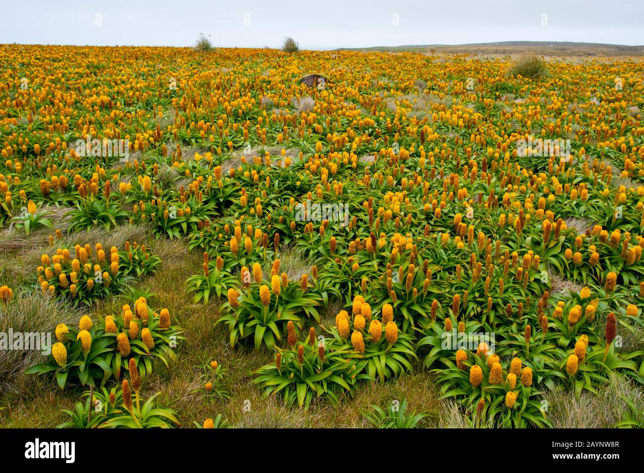 Un campo di fiori gialli di Bulbinella rossii, comunemente conosciuto come il giglio di Ross, sull'isola di Enderby, un'isola sub-antartica nell'arcipita delle isole di Auckland Foto Stock