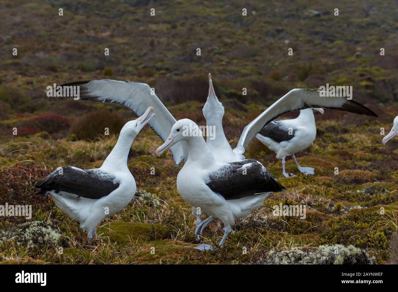 Gamming (comportamento di corteggiamento) di diverse coppie di albatrossi reali meridionali (Diomedea epomophora) sull'isola di Enderby, un'isola sub-antartica Nell'Auc Foto Stock