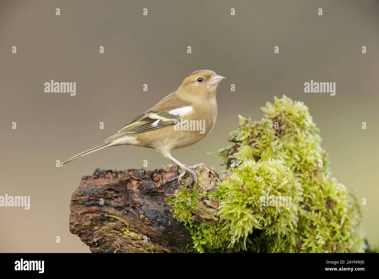 Chaffinch comune (Fringilla coelebs), femmina, arroccato su Mossy moncone, Yorkshire, Inghilterra, Ferbruario Foto Stock