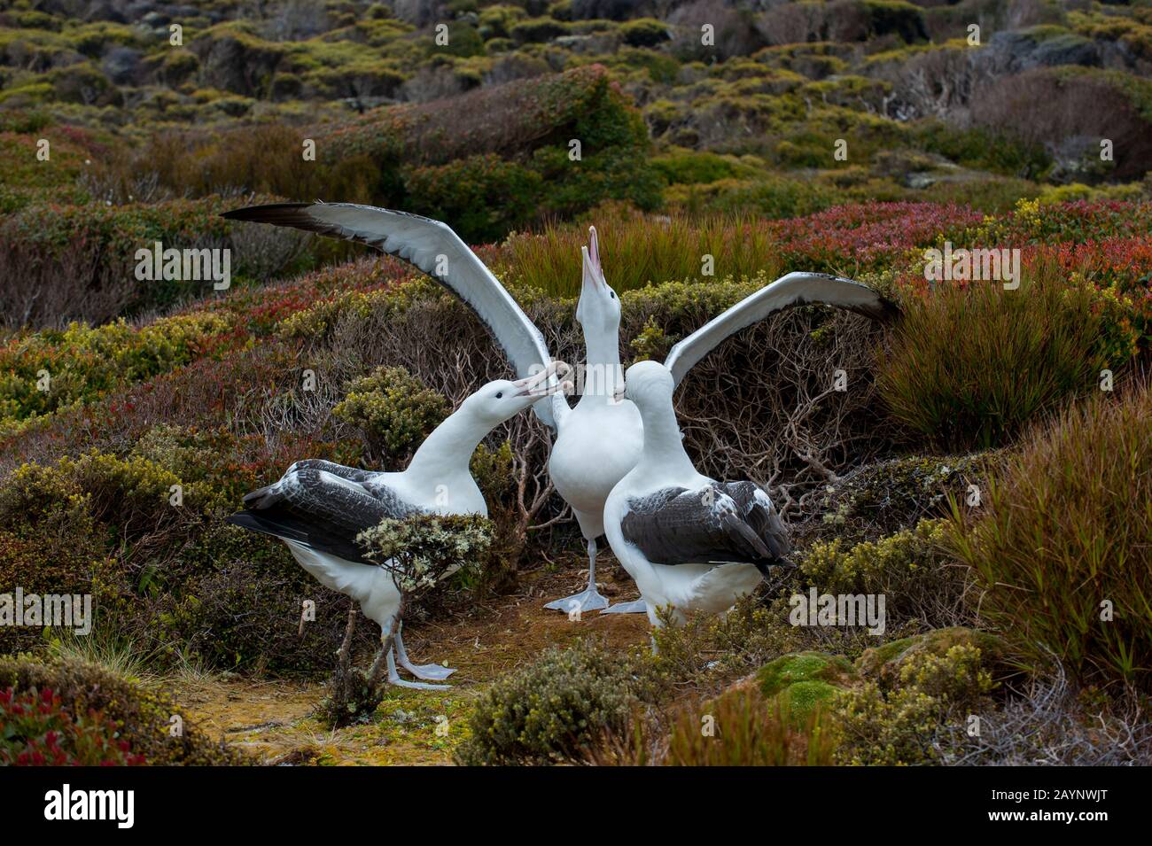 Gamming (comportamento di corteggiamento) di diverse coppie di albatrossi reali meridionali (Diomedea epomophora) sull'isola di Enderby, un'isola sub-antartica Nell'Auc Foto Stock