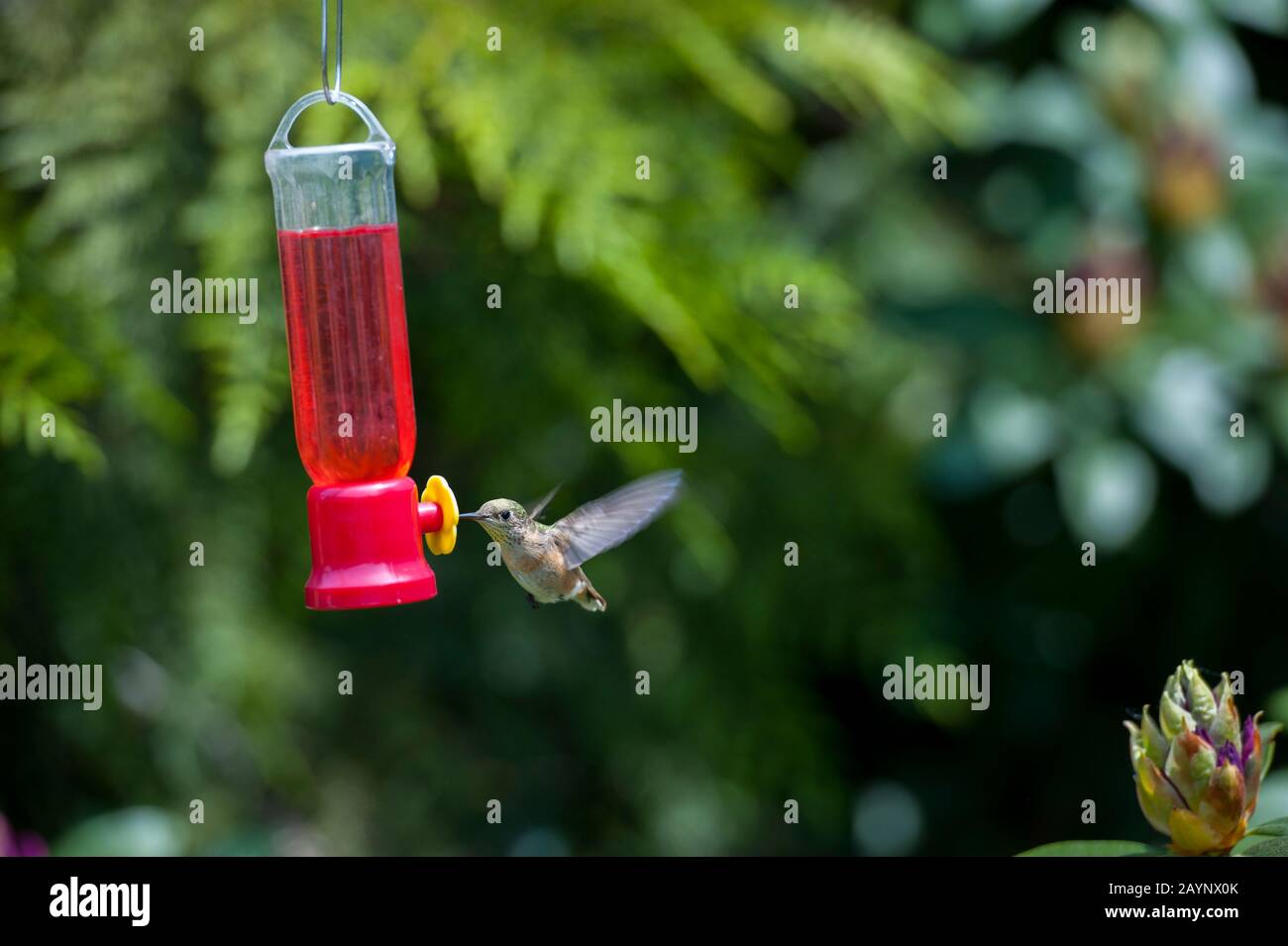 Hummingbird a feeder nel giardino di Tom Lamb a Dixie, Washington orientale, Stati Uniti. Foto Stock