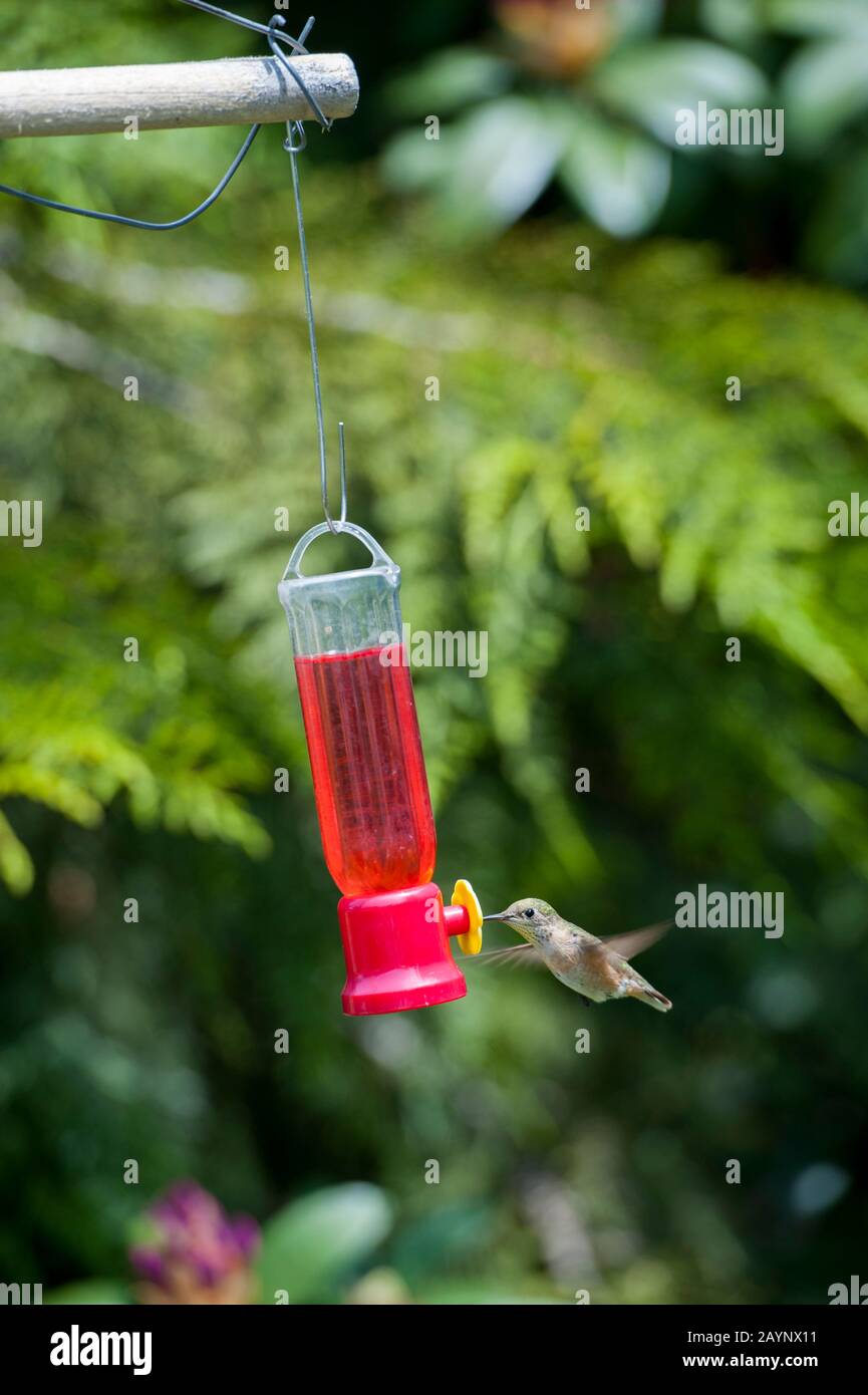 Hummingbird a feeder nel giardino di Tom Lamb a Dixie, Washington orientale, Stati Uniti. Foto Stock