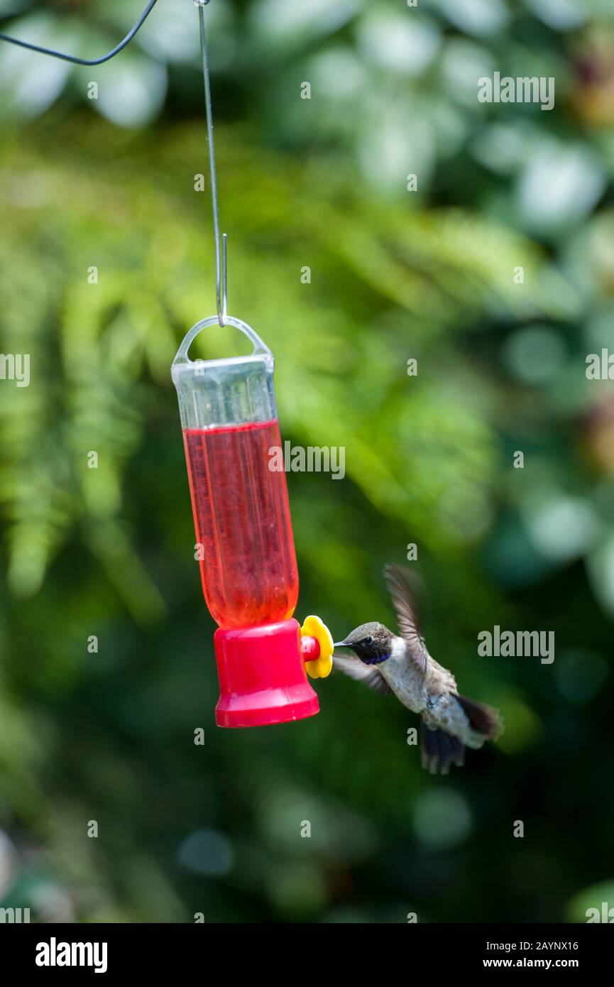 Hummingbird in pelle nera all'alimentatore nel giardino di Tom Lamb a Dixie, Washington orientale, Stati Uniti. Foto Stock