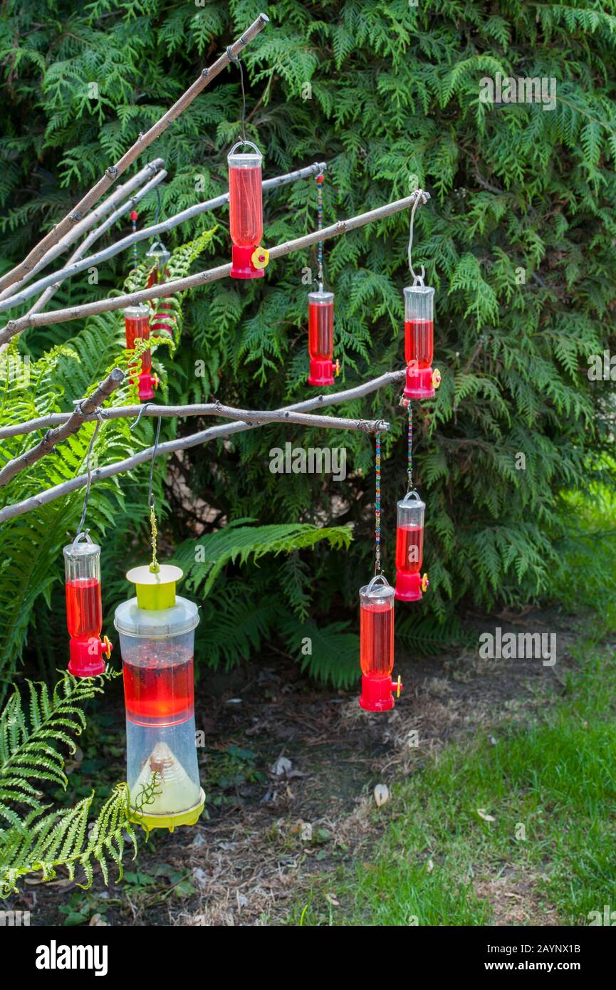 Alimentatori di Hummingbird nel giardino di Tom Lamb a Dixie, Washington orientale, Stati Uniti. Foto Stock