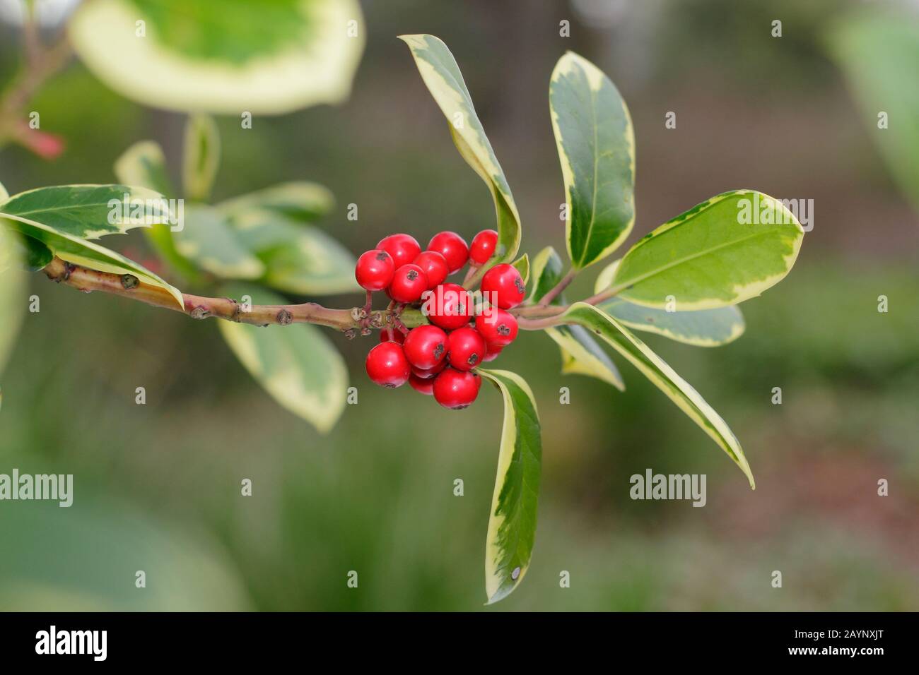 Ilex × altaclerensis 'Golden King' agrifoglio con frutti di bosco in inverno. REGNO UNITO Foto Stock