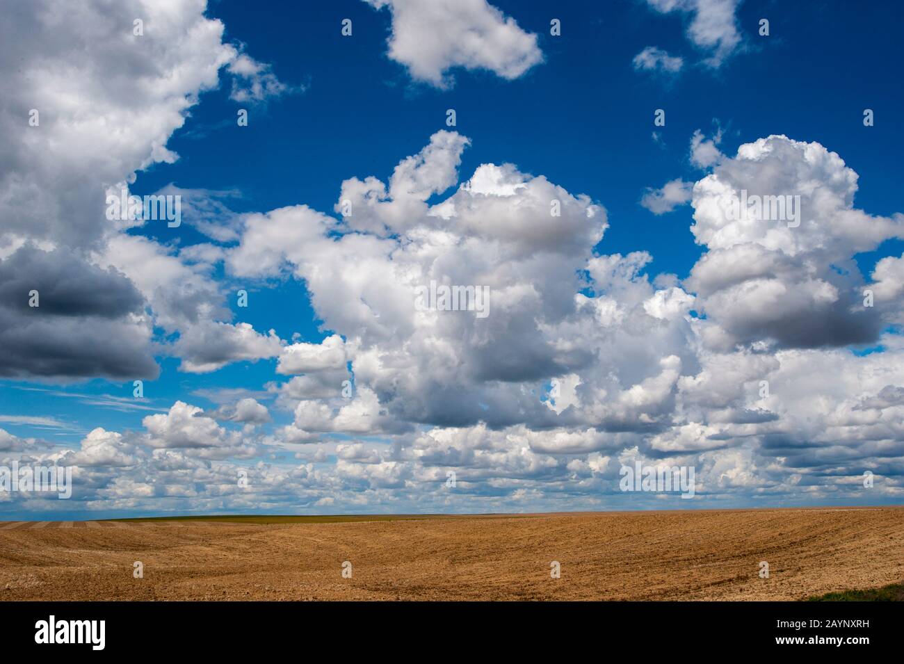 Campo arato con nuvole puffy nello stato orientale di Washington, Stati Uniti. Foto Stock