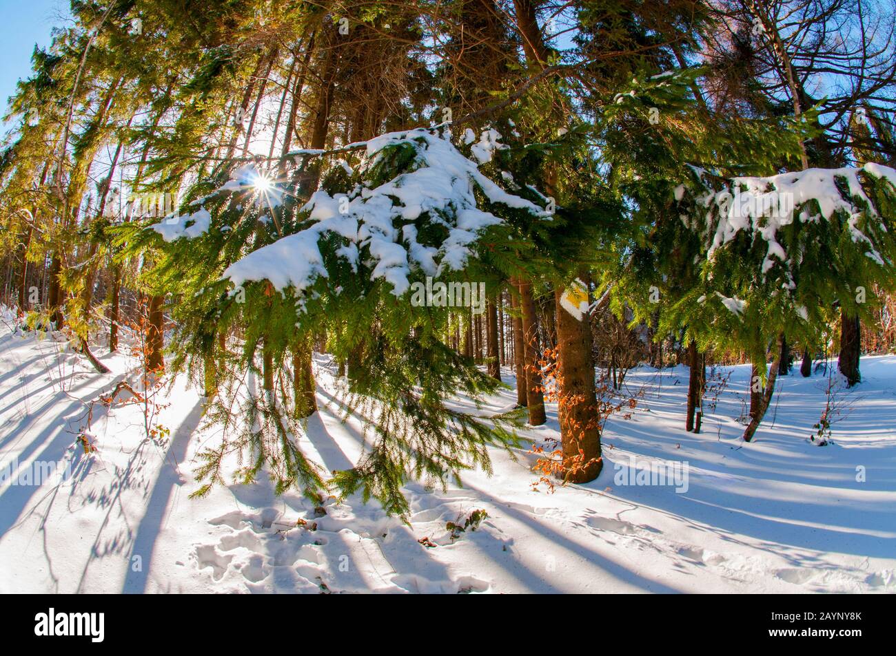 inverno foresta in una chiara giornata di sole Foto Stock