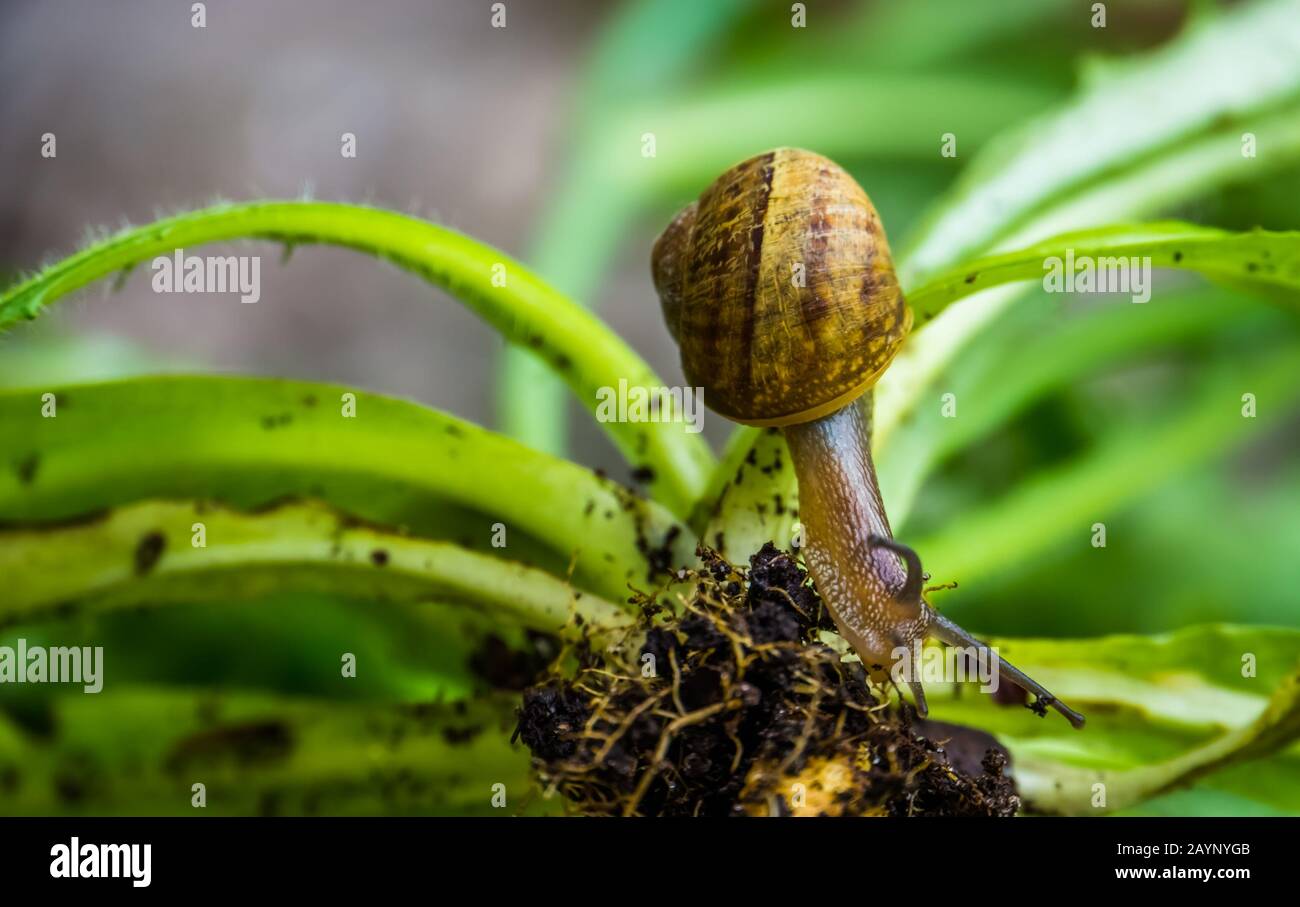 Macro closeup di lumaca romana, popolare lumaca commestibile specie da Europa Foto Stock