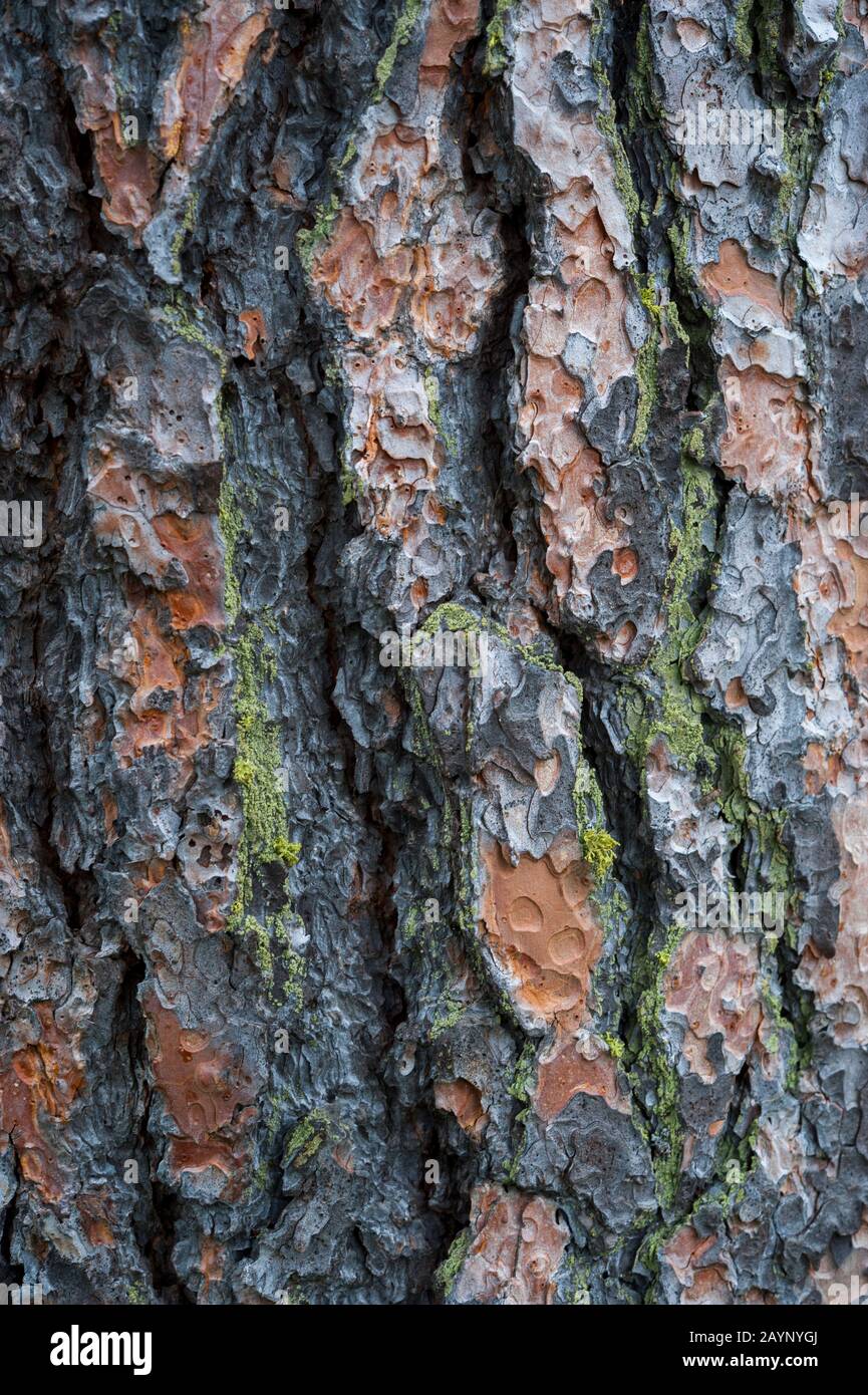 Primo piano di corteccia di pino Ponderosa (Pinus ponderosa) vicino a Pullman nel Palouse, Eastern Washington state, USA. Foto Stock