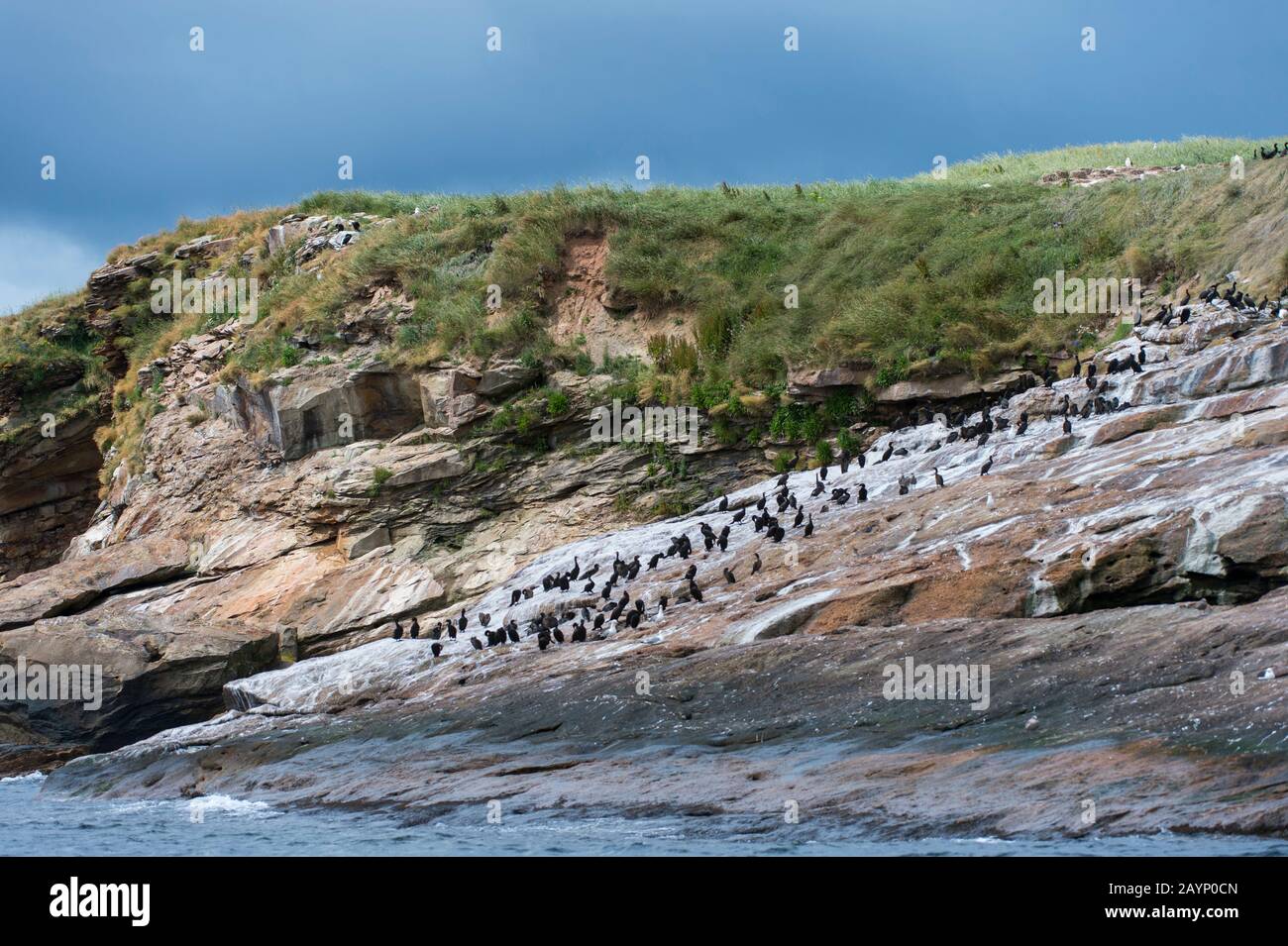 Cormorani a doppia crestata (Phalacrocorax auritus) su una piccola isola di uccelli nel Golfo di San Lorenzo vicino a Isola di Capo Breton, Nuova Scozia, Canada. Foto Stock