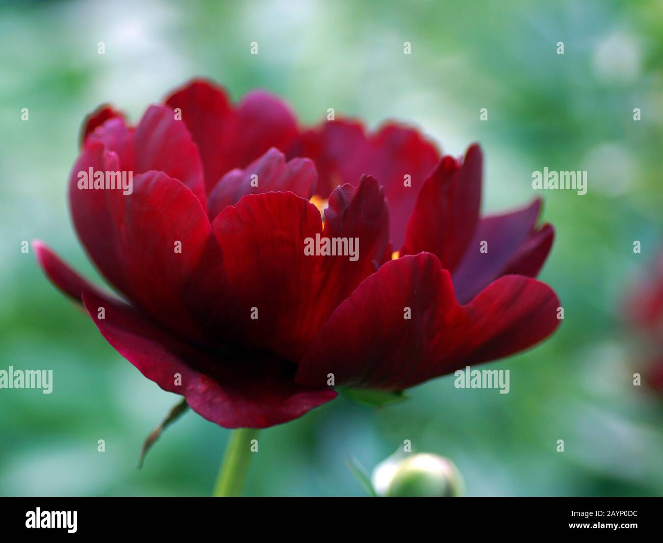 Paeonia Sable. Rosso peonia fiore. Paeonia lactiflora (Cinese peonia o giardino comune peonia). Un fiore Foto Stock