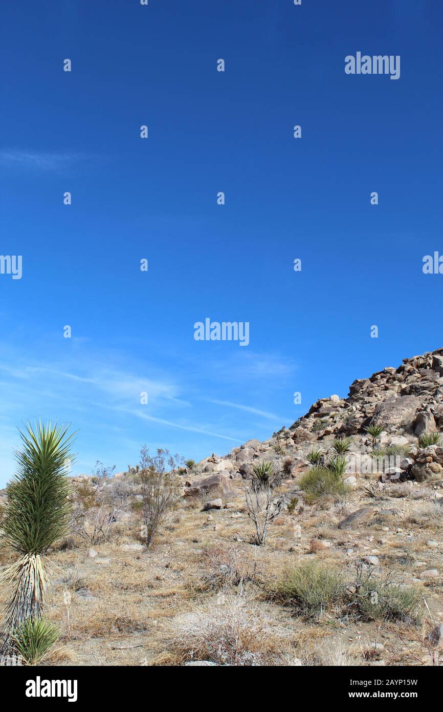 Le colline nel deserto del Mojave meridionale creano differenze di composizione geografica, allevando la biodiversità per le comunità di piante autoctone in Joshua Tree NP. Foto Stock